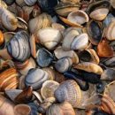 조개회먹는날 이미지