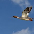 오리 날다 이미지