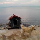 강아지 별장 이미지