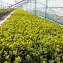 (주)황금농장 이미지