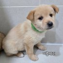 우리두리 이미지