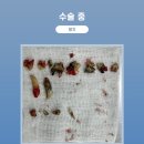 매탄동물병원 이미지