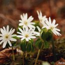 들꽃나라 이미지