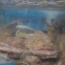 석전동252 | 아구가 이렇게나 맛이 좋았나? 포항생아구