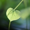 더맑은의원 이미지