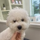 다엘 애견미용실 이미지