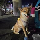 세븐일레븐 부산수변바다산책점 이미지