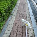 뚱강아지 | [일산펫시터] 4번째만나는 천사강아지 말티즈 돌봄후기