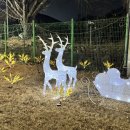 전진유리 | 오크밸리 렌탈샵 전진스키보드 내돈내산 여기서 하루 제대로 보내고 온 후기