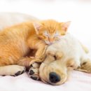 강아지나라동물병원 이미지