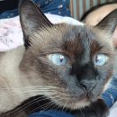 강아지와고양이나라 동물병원 | 고양이 발치 후기 천안 스카이동물병원 내돈내산 기록하기