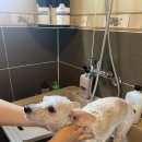 해피데이애견 이미지