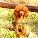 토이 푸들 (Toy Poodle) 이미지