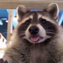 성문민물장어 이미지