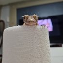 크레스티드게코 분양ㅣ초보 집사가 알아야 할 건강한 개체 고르는 법 & 필수 준비물 총정리