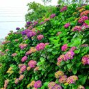 동광리-6 이미지