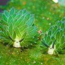 바다냥이네 이미지