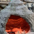 사파리사진관광주점 | 용인 에버랜드 자유이용권 할인받고 판다월드 가볼만한곳 추천