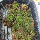 테라리움 클래스 이미지