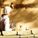 우체국 이팝나무 이미지