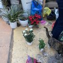 보라꽃화원 이미지