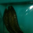 오바2