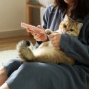 펫 월드 이미지