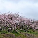 복사꽃마을 이미지