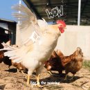 이순석농장 네이버블로그