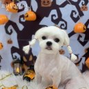 펫트리멍 이미지