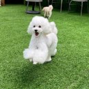 멍찌애견유치원 이미지