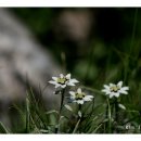 에델바이스 이미지