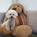 노원-현장-1541 | #노원애견미용 _ <견출지> 비숑미용전문, 처음해본귀툭튀컷