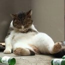 생고기통술집
