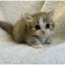 도그마루 강아지고양이 일산점 | 강아지와 고양이 분양의 모든 것! 일산강아지분양고양이분양 도그마루 방문 후기