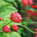 오두리 농장 네이버블로그