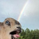 육장장이 이미지