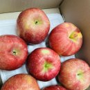 으니농장 | 제철 과일 야미농장 경북 햇사과 내돈내산 :)