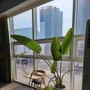 스테이그린 이미지