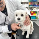 포우포우 반려견 유치원 이미지