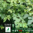 차인지웰빙식품