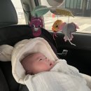 폭스 | 부가부 폭스3 디럭스 유모차 당근 후기 | 액세서리 추천