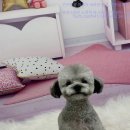 츄펫살롱 이미지