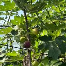 홍성농장 | 홍성 오로라농장 체험 후기｜무화과 따기·샤인머스캣 수확·고구마 캐기까지