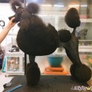 마이티그루밍 이미지