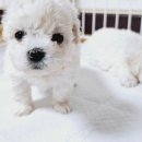 탬스켄넬 이미지