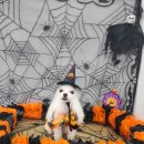 펫보드레 이미지