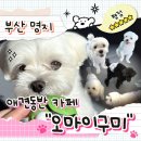 오마이랜드부산 | [부산 강서구 애견동반 카페] 오마이구미, 반려견과 함께 행복한 하루 즐기기 !