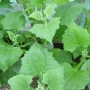 산내음농장 이미지