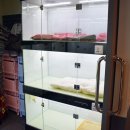 디어도그 이미지